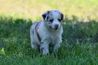 Trudy, a female Australian Shepherd for sale in Paxico, KS – 3 of 4