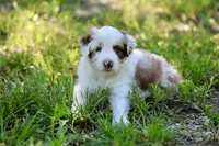 Jude, a male Australian Shepherd for sale in Paxico, KS – 1 of 3