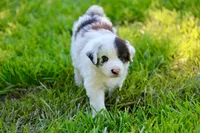 Landry, a male Australian Shepherd for sale in Paxico, KS – 3 of 4