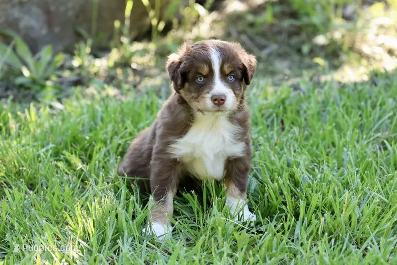 Milo – Australian Shepherd puppy for sale in Paxico, KS