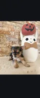 Browny , a female Morkie for sale in Tucson, AZ – 2 of 2