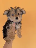Peaches, a female Maltese for sale in Tucson, AZ – Photo 2 of 4