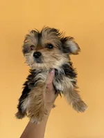 Peaches, a female Maltese for sale in Tucson, AZ – Photo 1 of 4