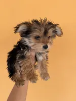 Peaches, a female Maltese for sale in Tucson, AZ – Photo 4 of 4