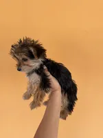 Peaches, a female Maltese for sale in Tucson, AZ – Photo 3 of 4