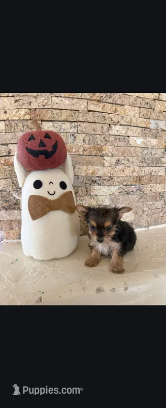 Browny  – Morkie puppy for sale in Tucson, AZ