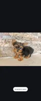 Teddy , a female Morkie for sale in Tucson, AZ – 2 of 2
