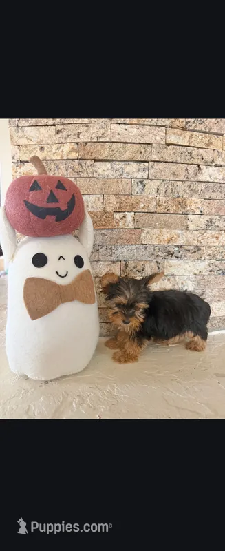 Teddy  – Morkie puppy for sale in Tucson, AZ