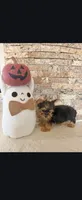 Teddy , a female Morkie for sale in Tucson, AZ – 1 of 2