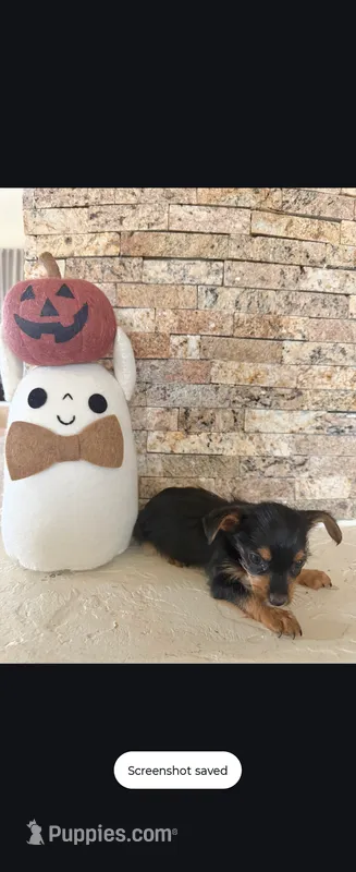 Brown  – Morkie puppy for sale in Tucson, AZ