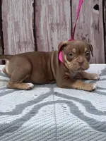 Head Turner, a female American Bully for sale in Lumberton, NC – Photo 2 of 4