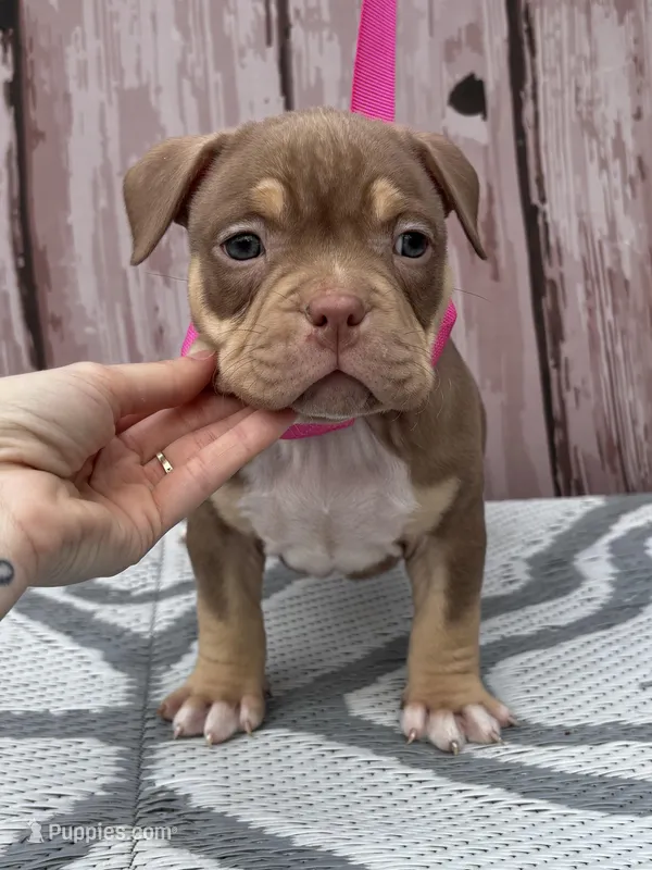 Head Turner – American Bully puppy for sale in Lumberton, NC