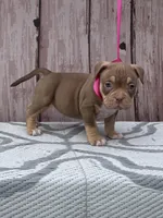 Head Turner, a female American Bully for sale in Lumberton, NC – Photo 3 of 4