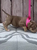 Head Turner, a female American Bully for sale in Lumberton, NC – Photo 4 of 4