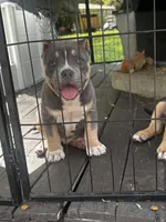 Bronco, a male American Bully for sale in Lumberton, NC – Photo 6 of 8