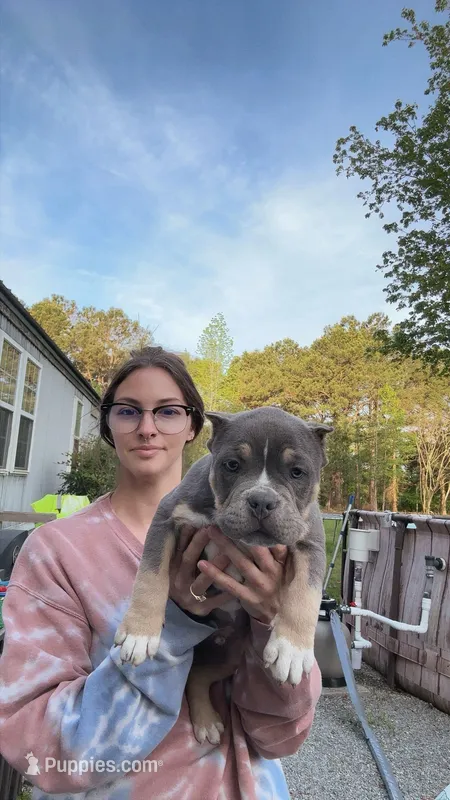 Bronco – American Bully puppy for sale in Lumberton, NC