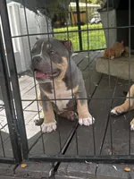 Bronco, a male American Bully for sale in Lumberton, NC – Photo 8 of 8