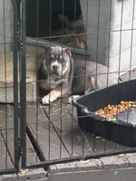 Bronco, a male American Bully for sale in Lumberton, NC – Photo 4 of 8