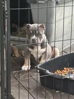 Bronco, a male American Bully for sale in Lumberton, NC – Photo 5 of 8