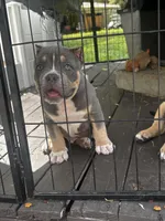 Bronco, a male American Bully for sale in Lumberton, NC – Photo 7 of 8