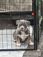 Bronco, a male American Bully for sale in Lumberton, NC – Photo 2 of 2