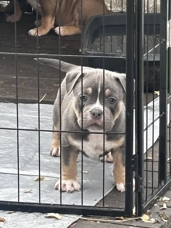 Bronco – American Bully puppy for sale in Lumberton, NC