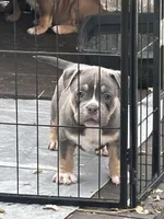 Bronco, a male American Bully for sale in Lumberton, NC – Photo 1 of 2