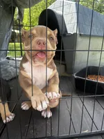 Head Turner, a female American Bully for sale in Lumberton, NC – Photo 4 of 6