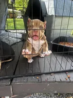 Head Turner, a female American Bully for sale in Lumberton, NC – Photo 6 of 6