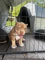 Head Turner, a female American Bully for sale in Lumberton, NC – Photo 5 of 6