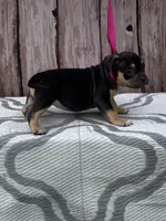 Sweet Girl, a female American Bully for sale in Lumberton, NC – Photo 2 of 2