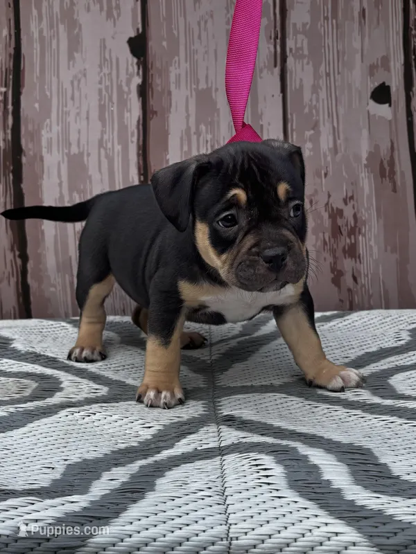 Sweet Girl – American Bully puppy for sale in Lumberton, NC