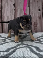 Sweet Girl, a female American Bully for sale in Lumberton, NC – Photo 1 of 2