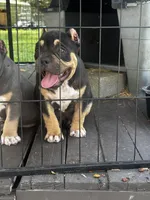 Sweet Girl, a female American Bully for sale in Lumberton, NC – Photo 4 of 7