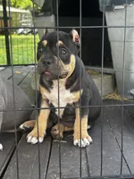 Sweet Girl, a female American Bully for sale in Lumberton, NC – Photo 5 of 7