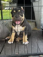 Sweet Girl, a female American Bully for sale in Lumberton, NC – Photo 7 of 7