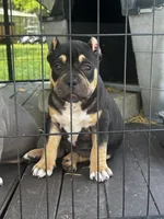 Sweet Girl, a female American Bully for sale in Lumberton, NC – Photo 6 of 7