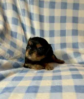 Babe Ruth, a male Cavalier King Charles Spaniel for sale in Cañon City, CO – 2 of 3