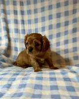 Dodger, a male Cavalier King Charles Spaniel for sale in Cañon City, CO – 3 of 3