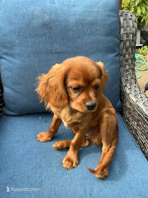 Dodger – Cavalier King Charles Spaniel puppy for sale in Cañon City, CO