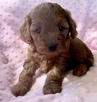 Maple, a female Cavapoo for sale in Cañon City, CO – 1 of 3
