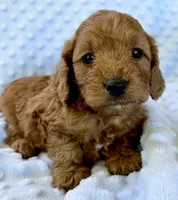 Cider, a male Cavapoo for sale in Cañon City, CO – 2 of 3