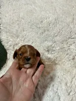 Butch, a male Cavalier King Charles Spaniel for sale in Cañon City, CO – 5 of 5