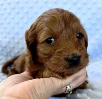 Acorn, a male Cavapoo for sale in Cañon City, CO – 1 of 3