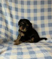 Babe Ruth, a male Cavalier King Charles Spaniel for sale in Cañon City, CO – 3 of 3