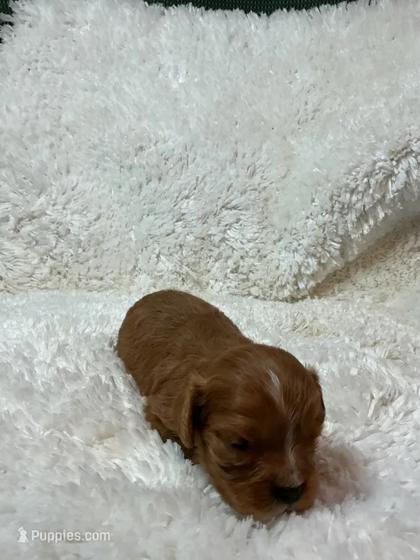 Butch – Cavalier King Charles Spaniel puppy for sale in Cañon City, CO