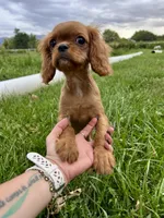 Hot Tamale, a female Cavalier King Charles Spaniel for sale in Cañon City, CO – 3 of 3