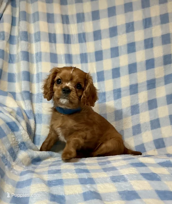 Butch – Cavalier King Charles Spaniel puppy for sale in Cañon City, CO