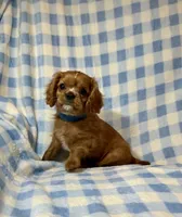 Butch, a male Cavalier King Charles Spaniel for sale in Cañon City, CO – 1 of 4