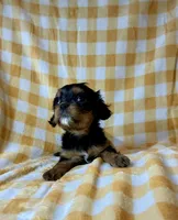 Tootsie Roll, a female Cavalier King Charles Spaniel for sale in Cañon City, CO – 2 of 3